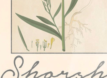 Shorshe Clothing